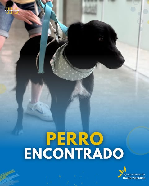 perro encontrado